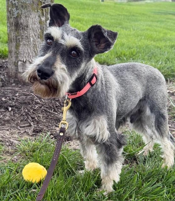 Enlarge Narwhal , a ADOPTABLE Miniature Schnauzer in Saint Louis, MO image 1/3