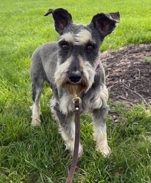 Enlarge Narwhal , a ADOPTABLE Miniature Schnauzer in Saint Louis, MO image 2/3