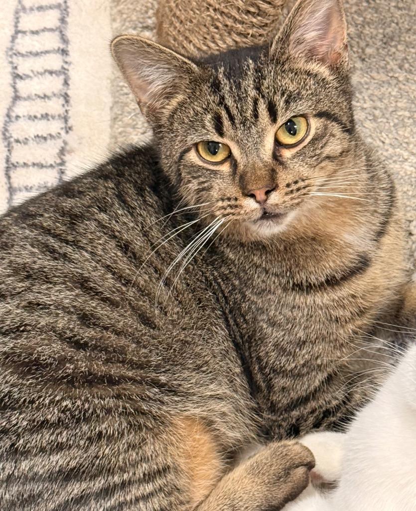 Teddy, Adoptable, Adult Male Domestic Short Hair.