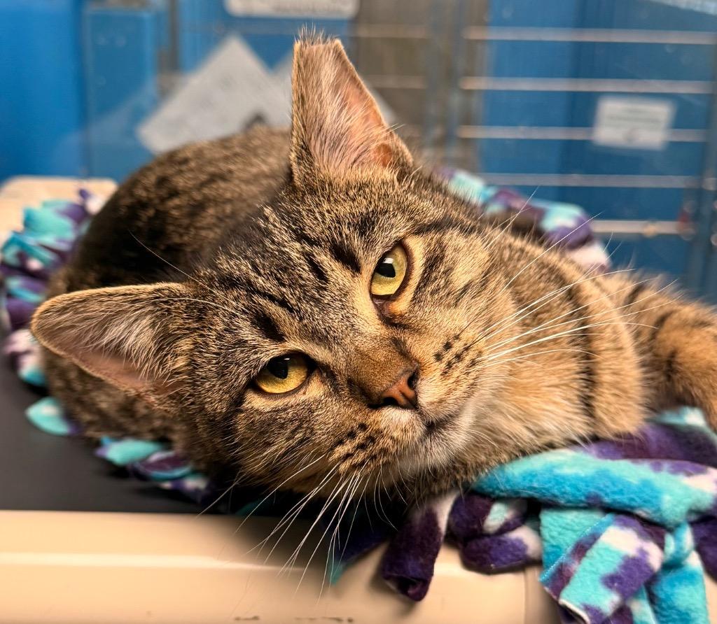 Enlarge Teddy, a Adoptable mixed breed in Defiance, OH image 2/6