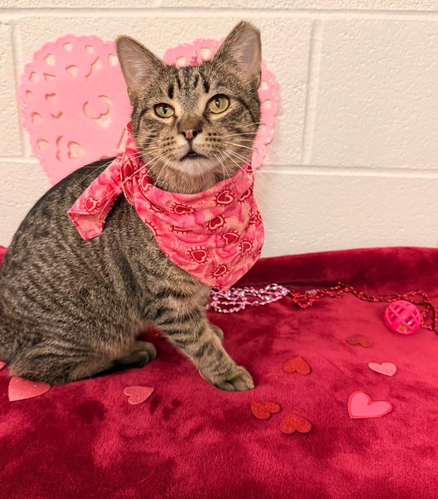 Enlarge Teddy, a Adoptable mixed breed in Defiance, OH image 3/6