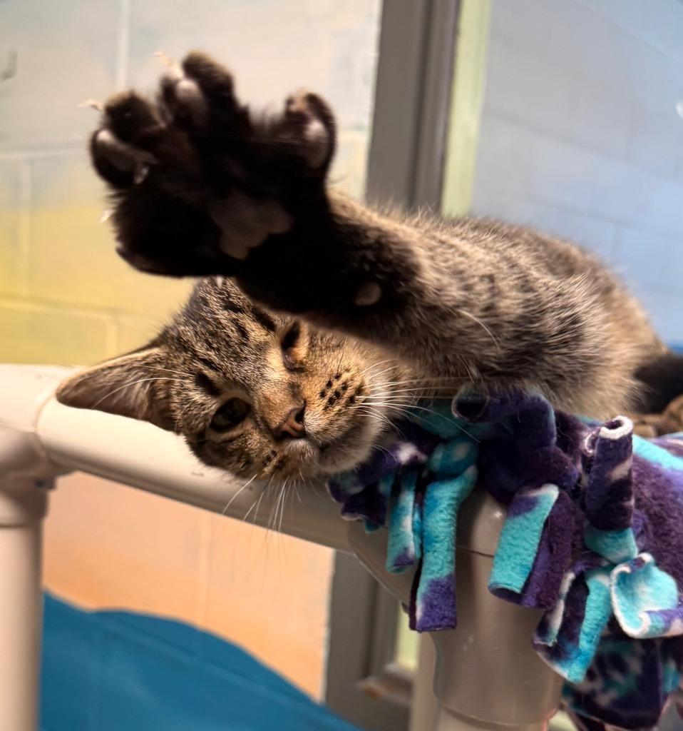 Enlarge Teddy, a Adoptable mixed breed in Defiance, OH image 4/6