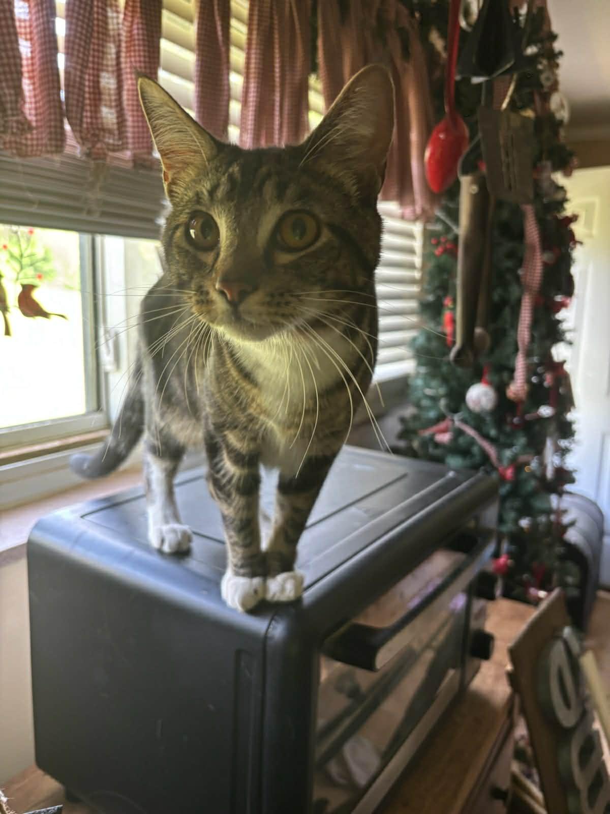 Jose (Courtesy Post), a Adoptable Tabby in Talbott, TN image 4/6
