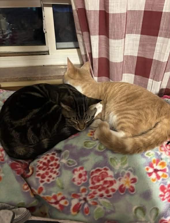 Jose (Courtesy Post), a Adoptable Tabby in Talbott, TN image 6/6