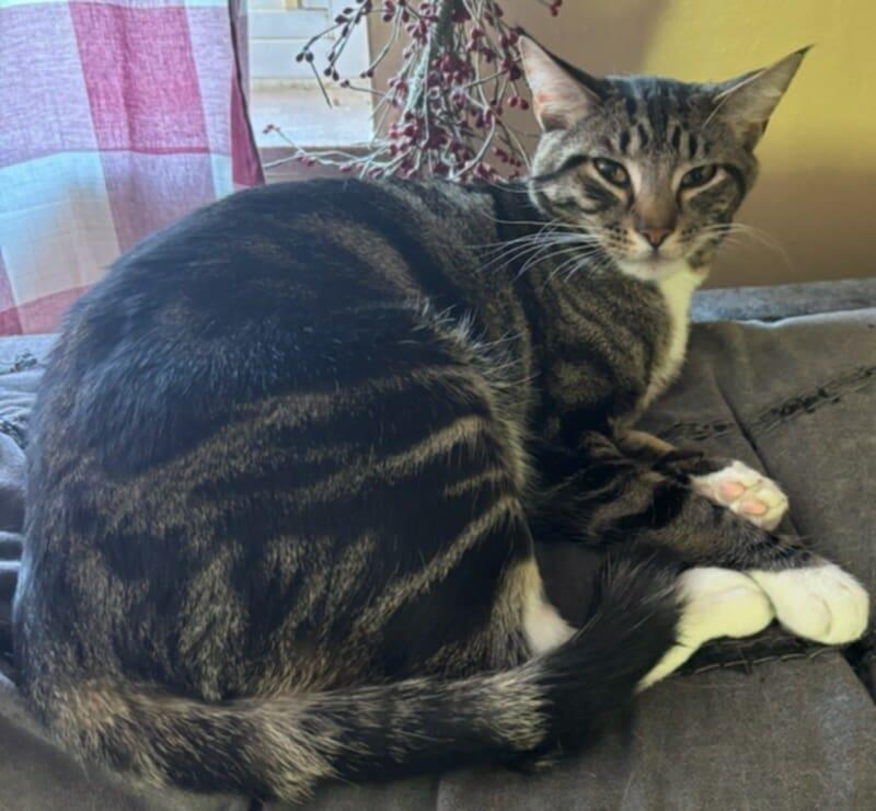 Jose (Courtesy Post), Adoptable, Young Male Tabby.