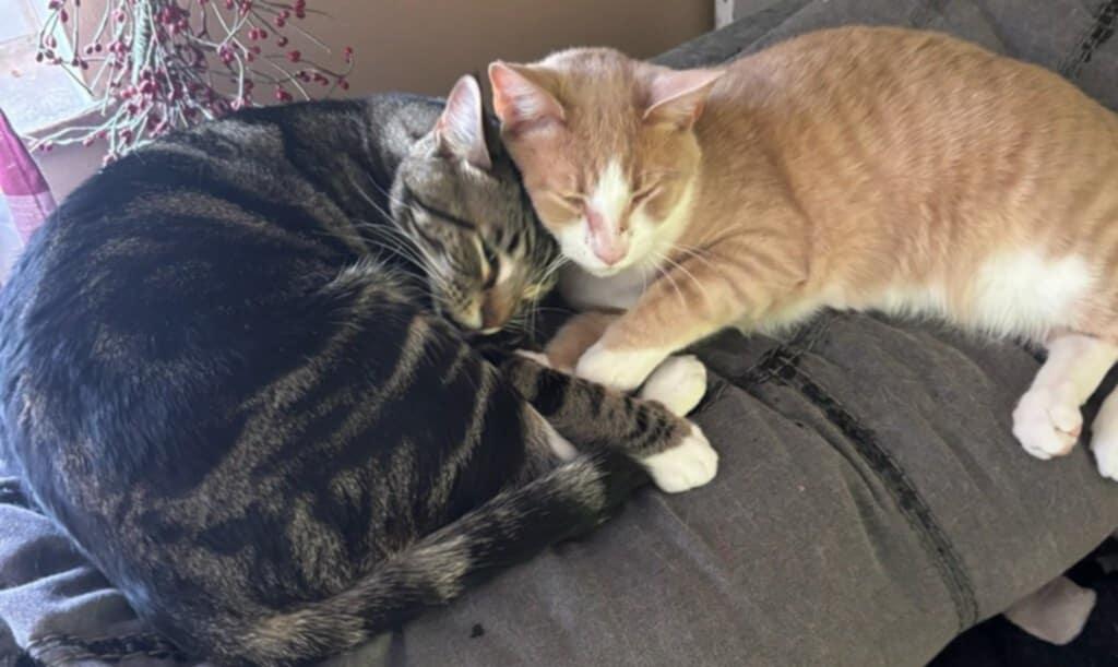 Jose (Courtesy Post), a Adoptable Tabby in Talbott, TN image 5/6