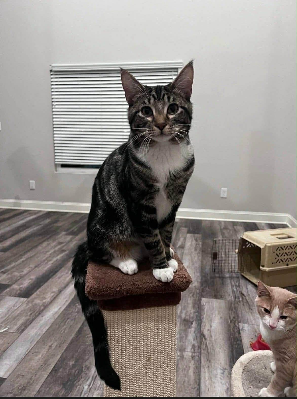 Jose (Courtesy Post), a Adoptable Tabby in Talbott, TN image 3/6