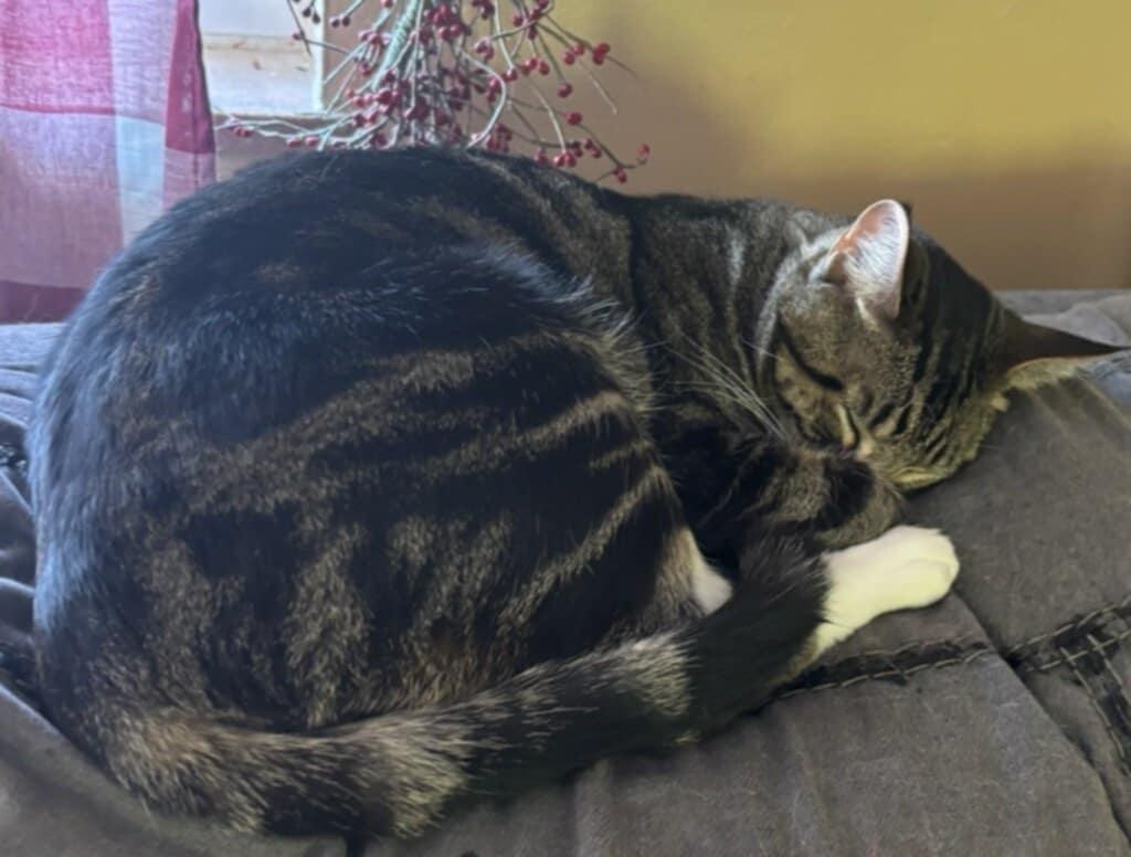 Jose (Courtesy Post), a Adoptable Tabby in Talbott, TN image 2/6