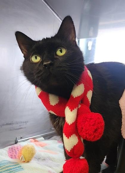 Lusa, a Adoptable mixed breed in Shawano, WI image 1/3