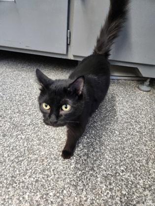 Lusa, a Adoptable mixed breed in Shawano, WI image 2/3