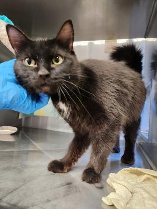 Lusa, a Adoptable mixed breed in Shawano, WI image 3/3