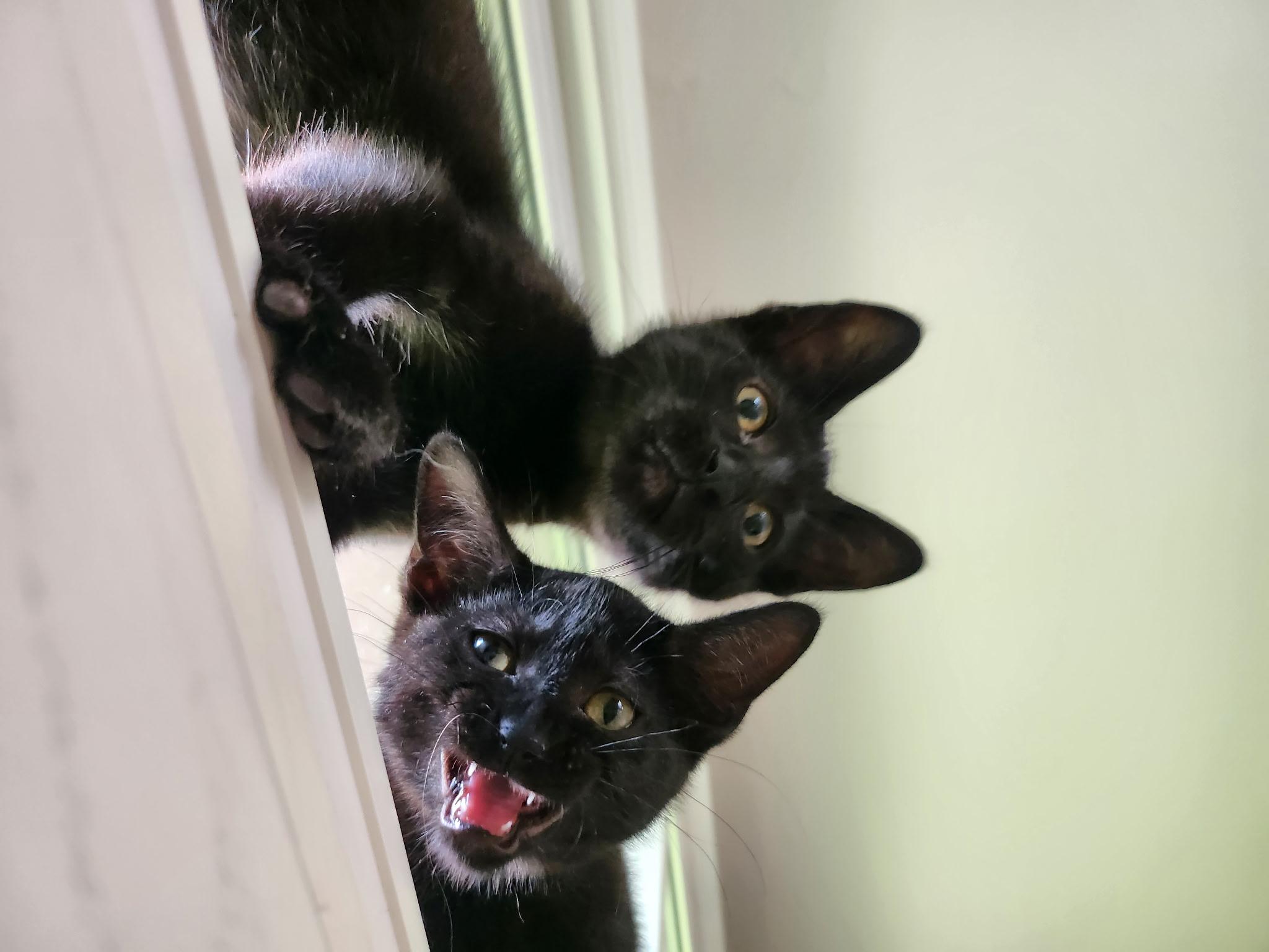 Enlarge Jiji, a Adoptable Domestic Short Hair in Antioch, IL image 1/6