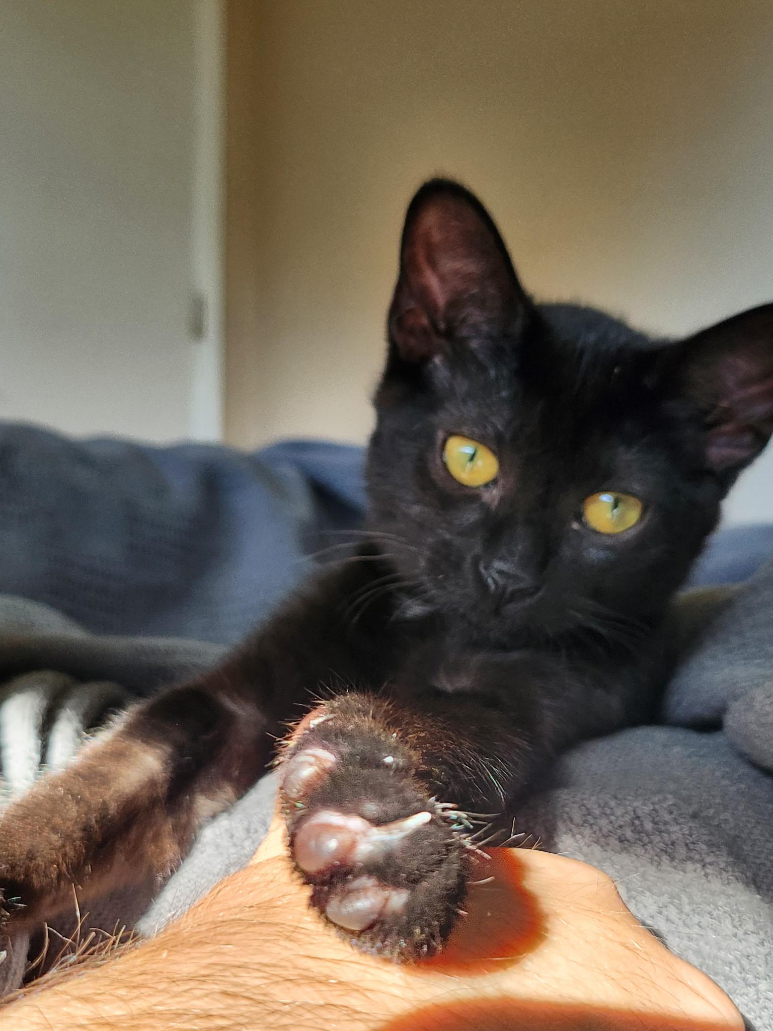 Enlarge Jiji, a Adoptable Domestic Short Hair in Antioch, IL image 3/6