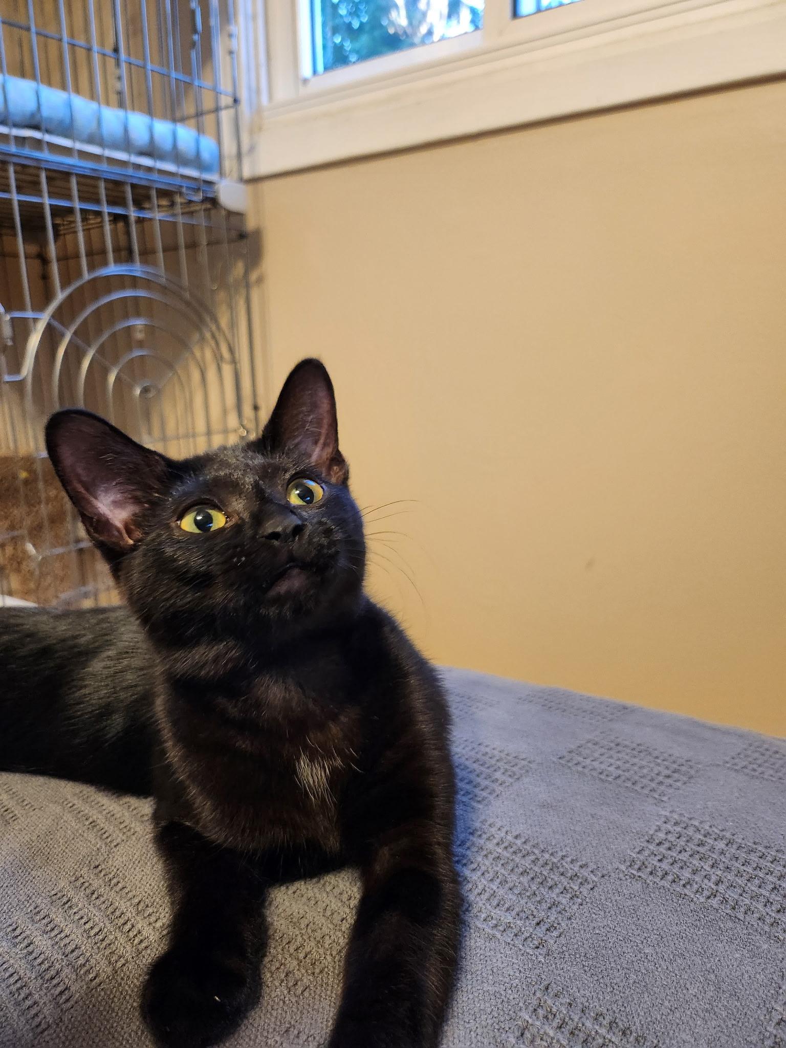 Enlarge Jiji, a Adoptable Domestic Short Hair in Antioch, IL image 4/6