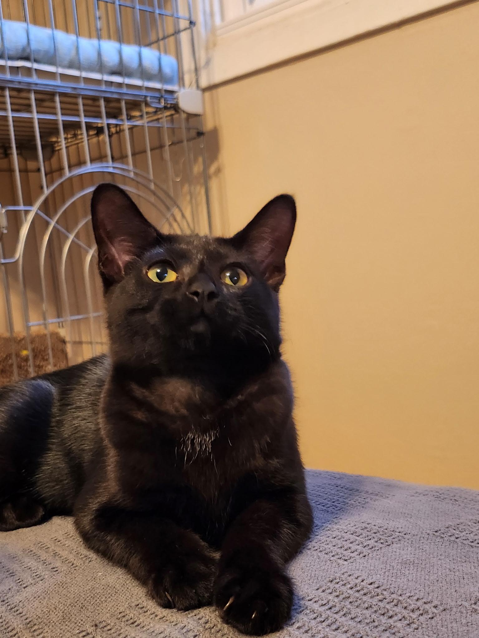 Enlarge Jiji, a Adoptable Domestic Short Hair in Antioch, IL image 5/6
