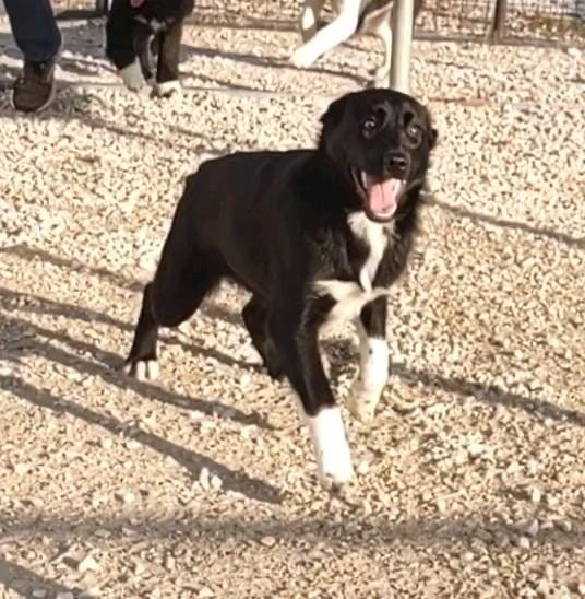 Candace , an adoptable mixed breed in Clay City, KY image 1/3