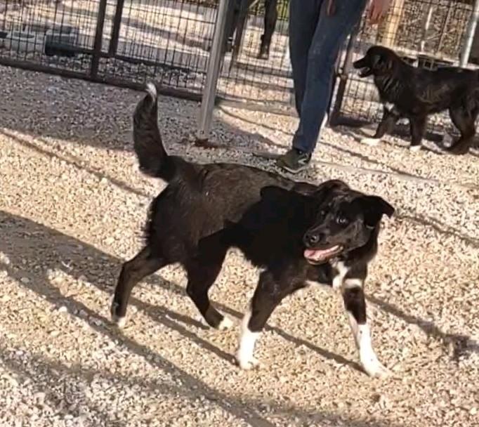 Candace , an adoptable mixed breed in Clay City, KY image 3/3