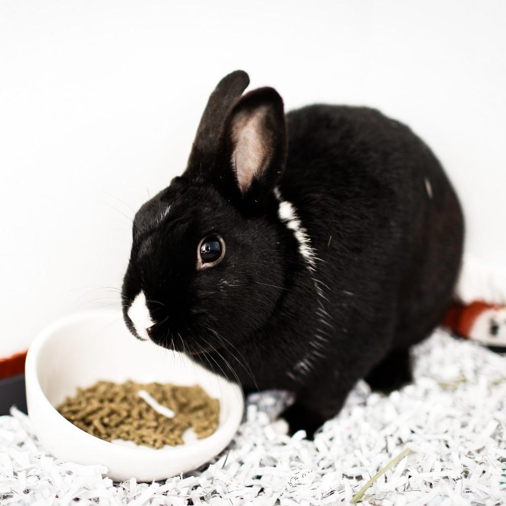 Enlarge Crispy, a Adoptable New Zealand in Dover, NH image 3/3