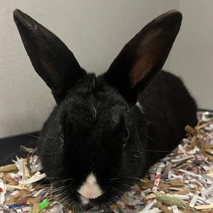 Crispy, a Adoptable New Zealand in Dover, NH image 2/2