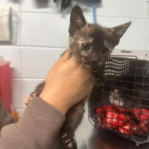 Candy, Adoptable, Kitten Female Domestic Short Hair.