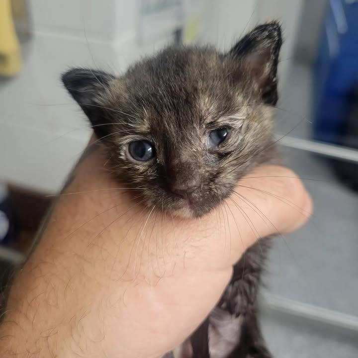 Enlarge Candy, a Adoptable Domestic Short Hair in Beaumont, TX image 2/2