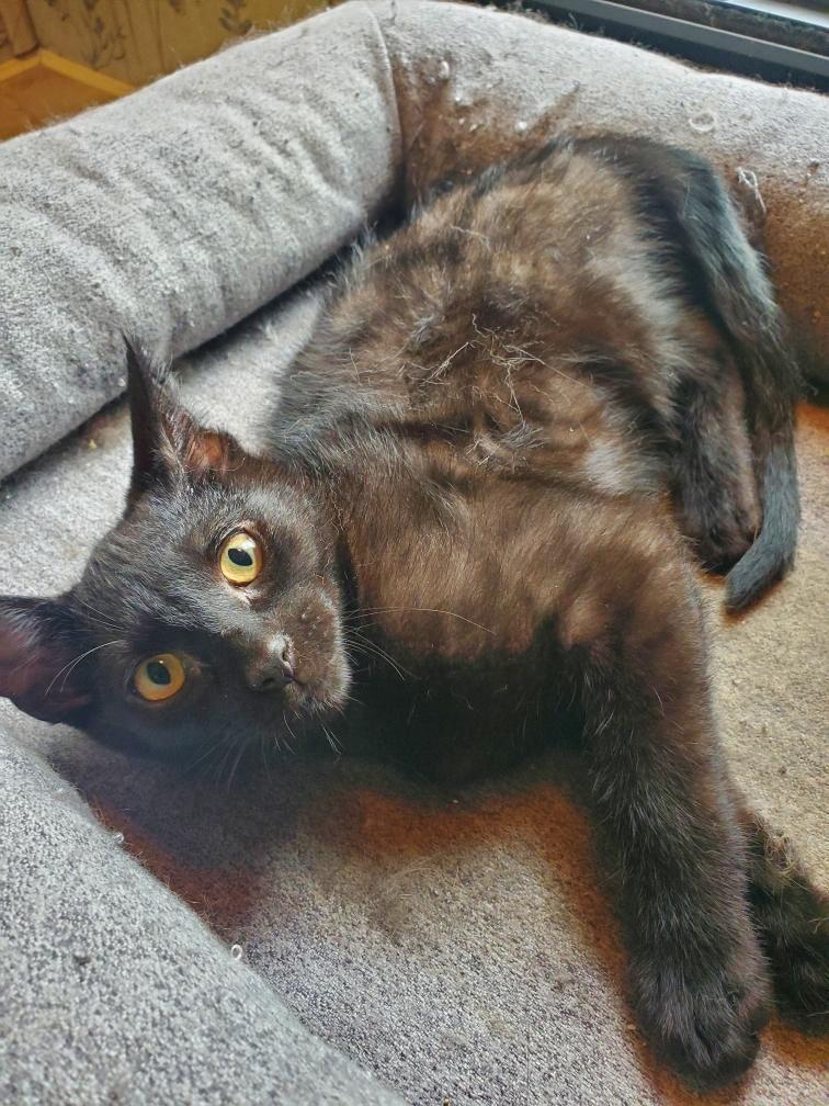 Neville, an adoptable Burmese, Abyssinian in Ypsilanti, MI, 48197 | Photo Image 3