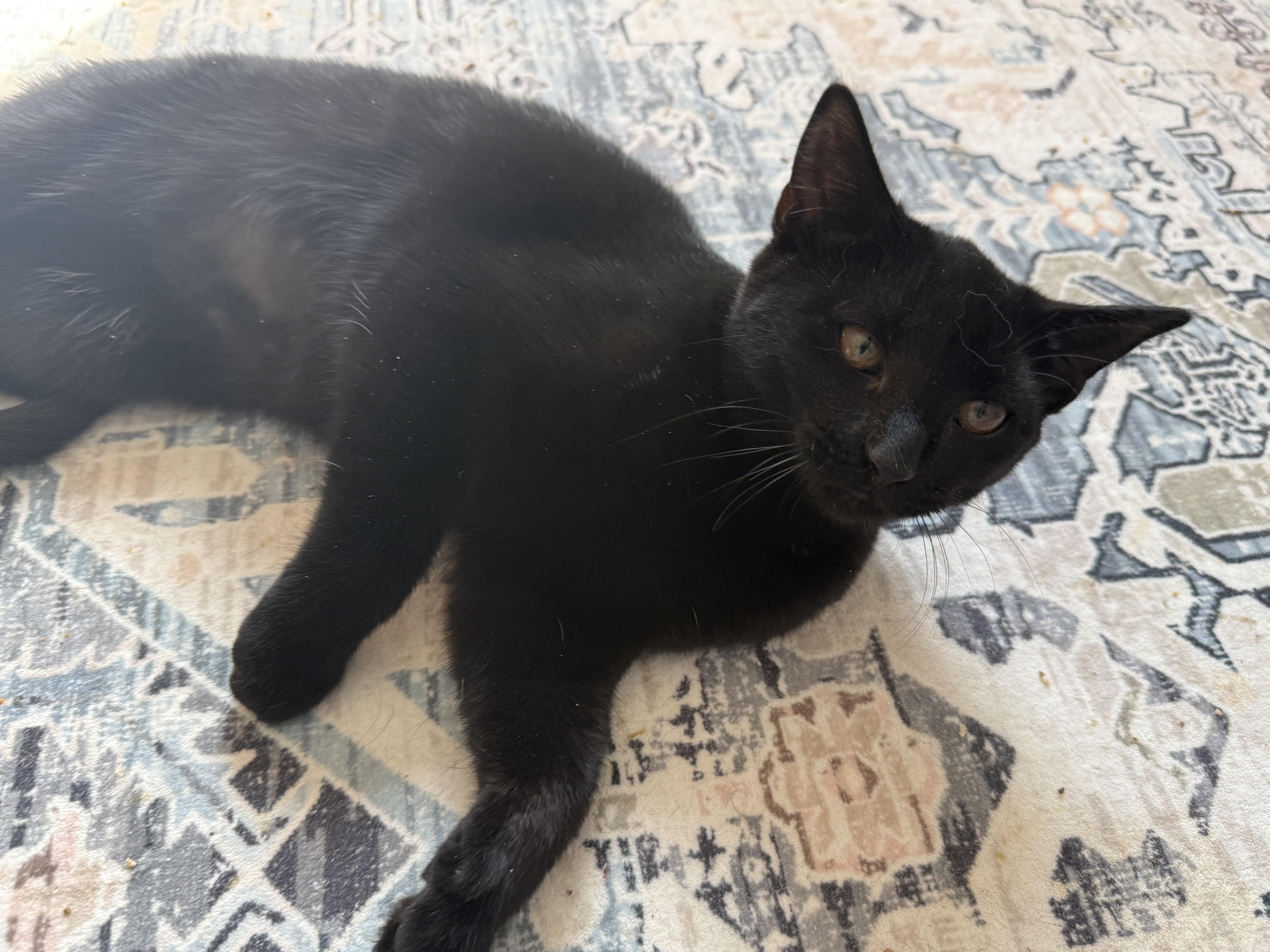 Enlarge Joy , an adopted Domestic Short Hair in Old Bridge, NJ image 2/3