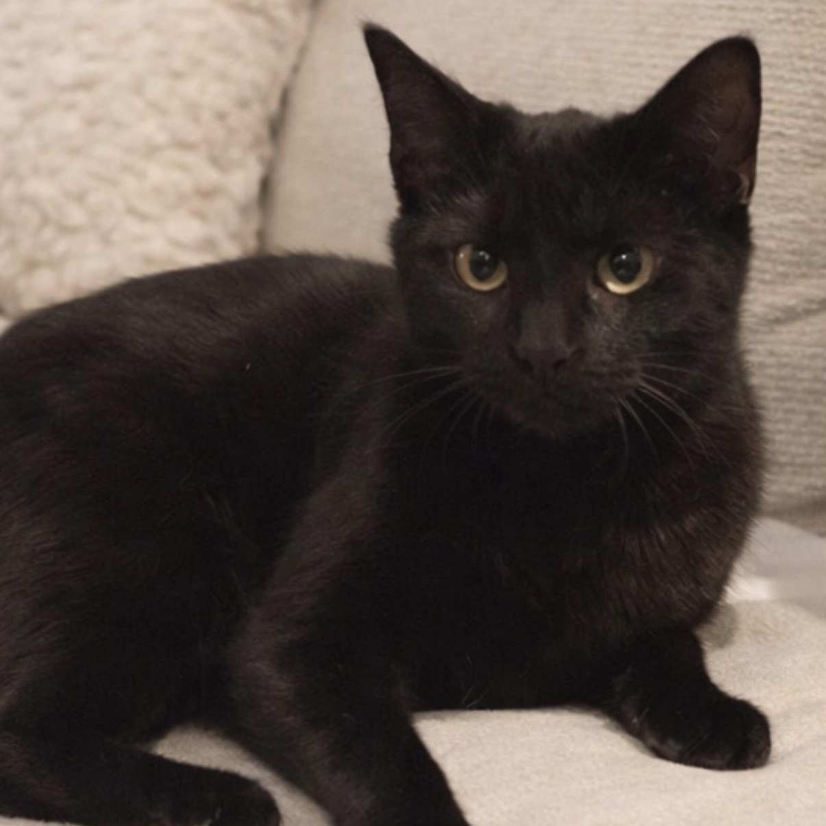 Joy , adopted, Kitten Female Domestic Short Hair.