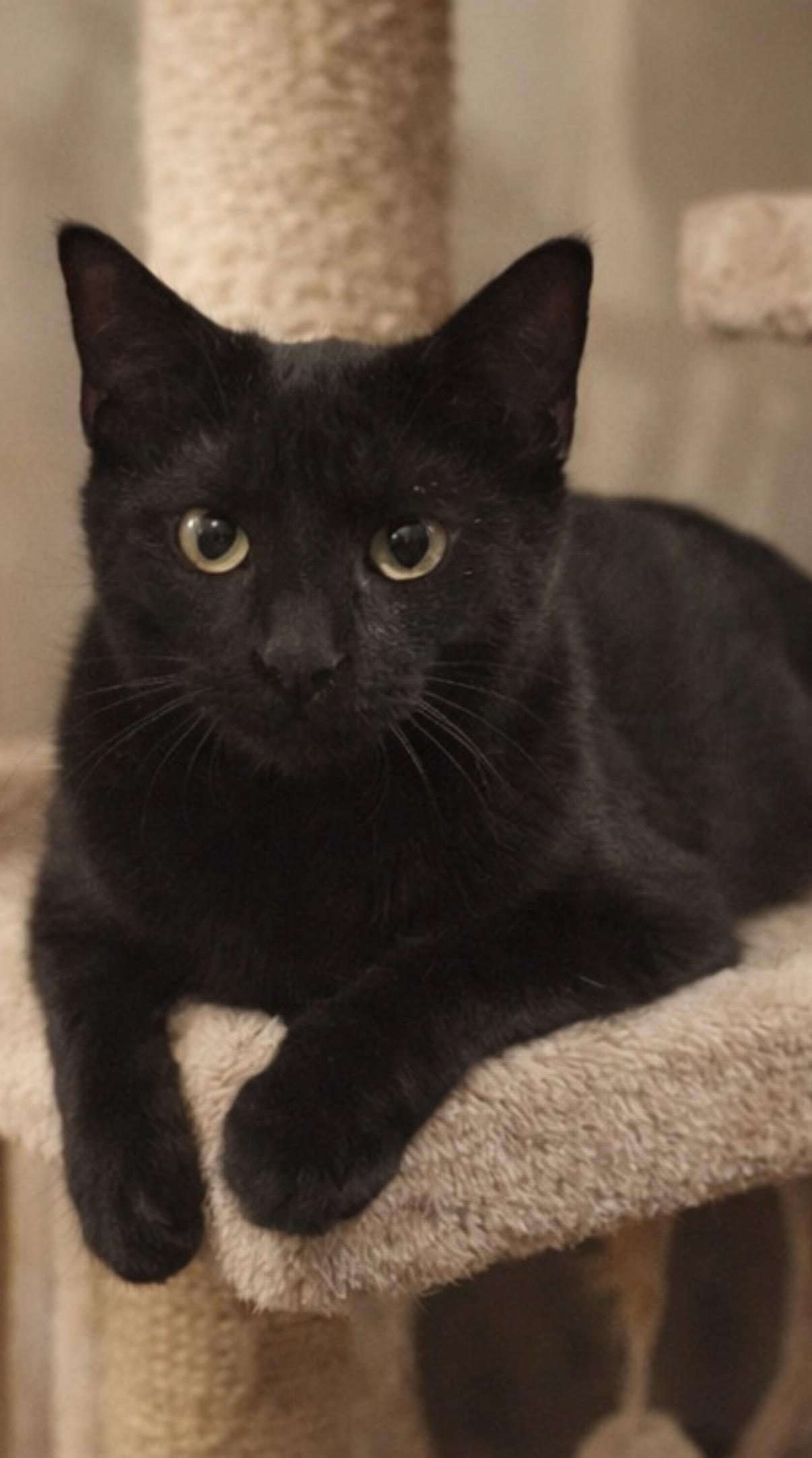 Enlarge Joy , an adopted Domestic Short Hair in Old Bridge, NJ image 3/3