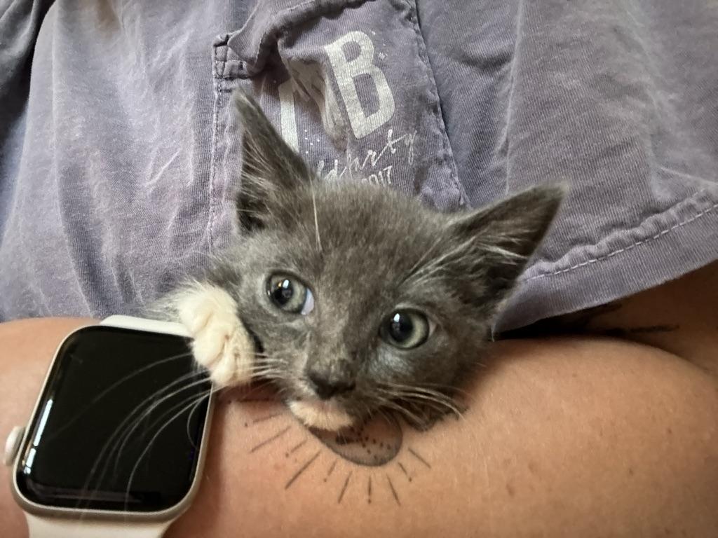 Enlarge Mantis, a Adoptable Domestic Short Hair in Stockbridge, GA image 4/4