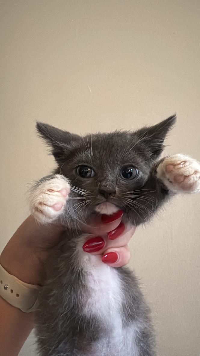 Mantis, Adoptable, Young Male Domestic Short Hair.
