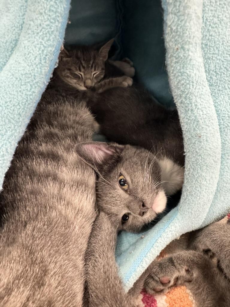 Enlarge Mantis, a Adoptable Domestic Short Hair in Stockbridge, GA image 3/4
