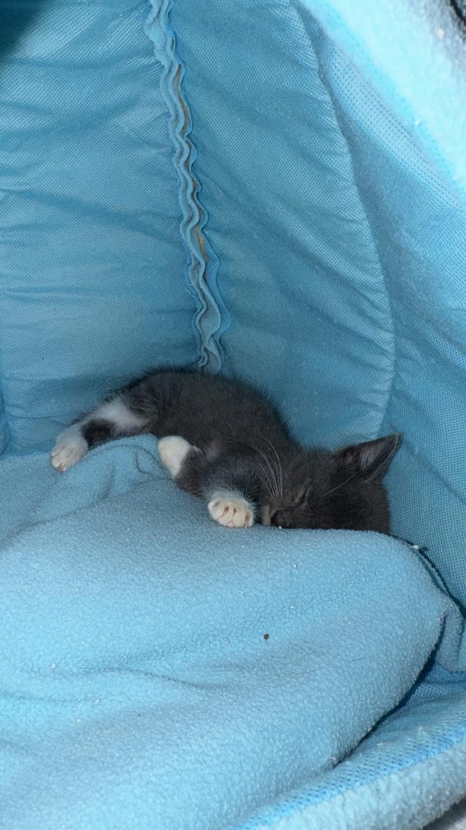 Enlarge Mantis, a Adoptable Domestic Short Hair in Stockbridge, GA image 2/4