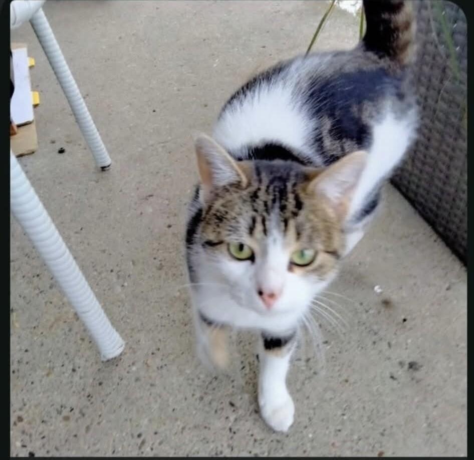 Enlarge Shirley Temple, a Adoptable Domestic Short Hair in Grand Rapids, MI image 1/2