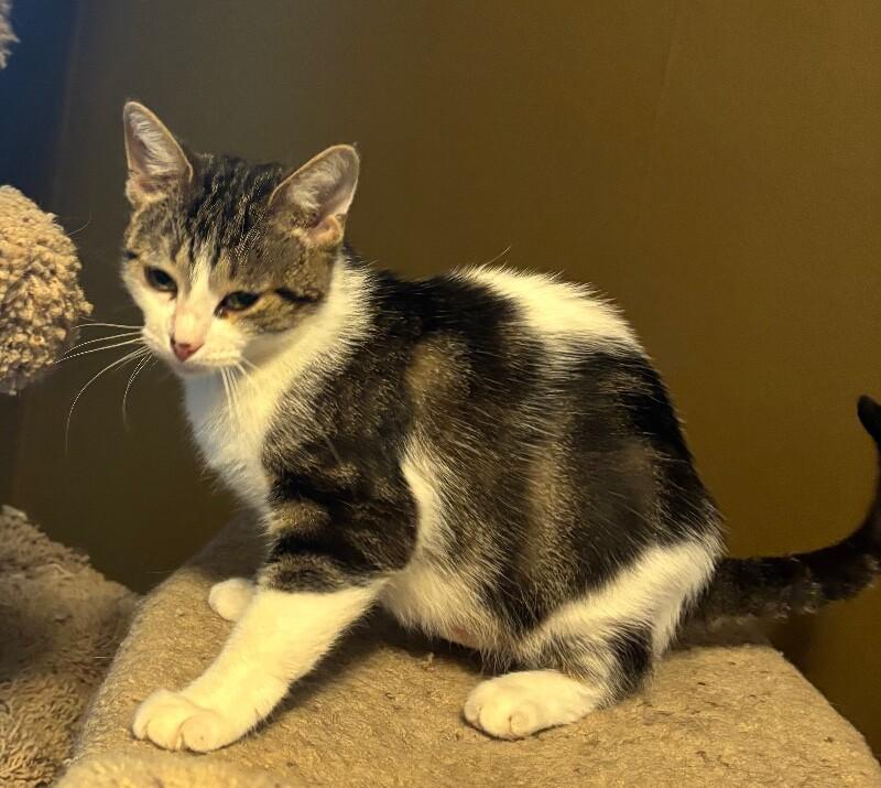 Enlarge Shirley Temple, a Adoptable Domestic Short Hair in Grand Rapids, MI image 2/2