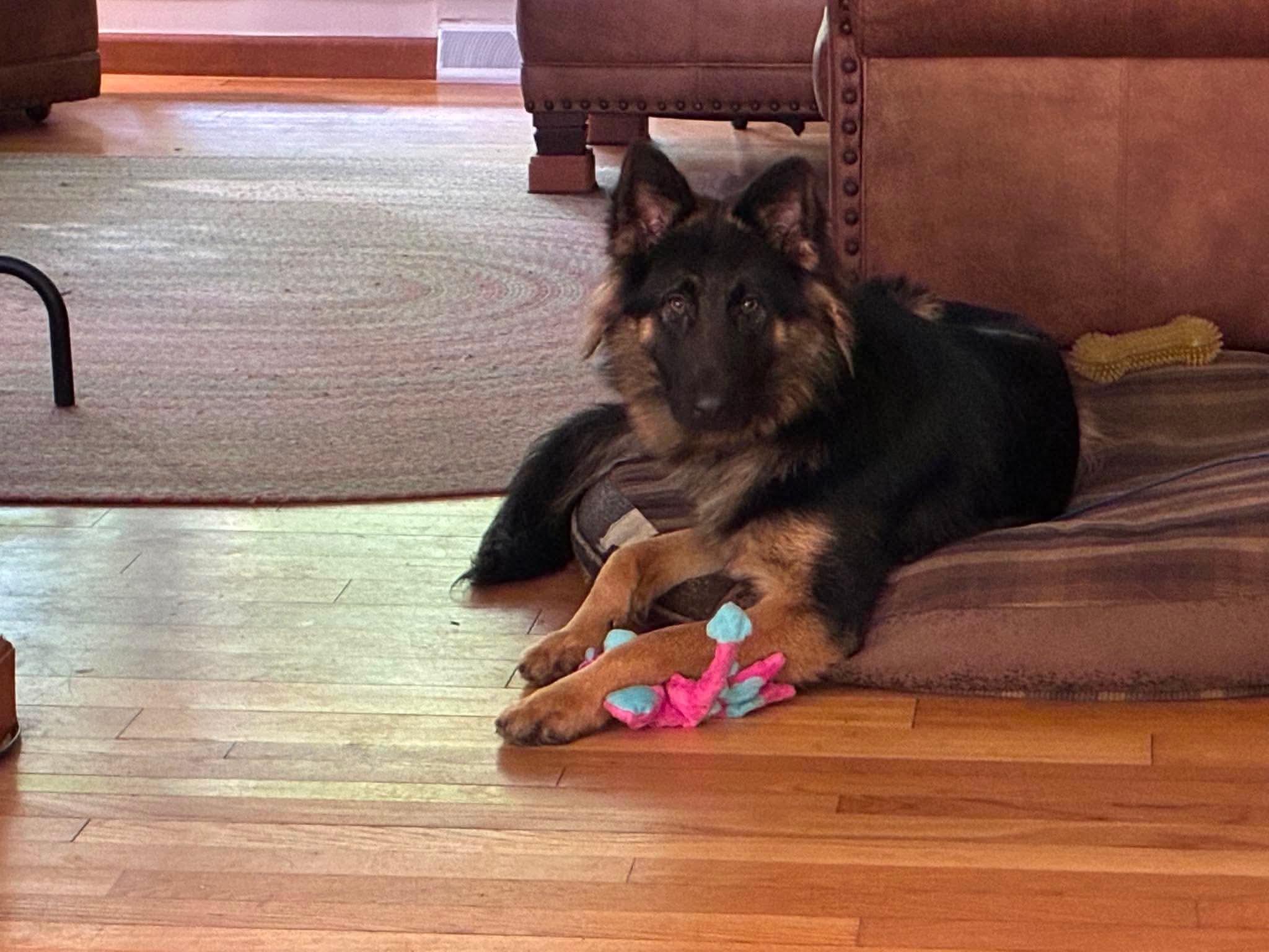 Enlarge Jessie, a ADOPTABLE German Shepherd Dog in Randolph Center, VT image 6/6