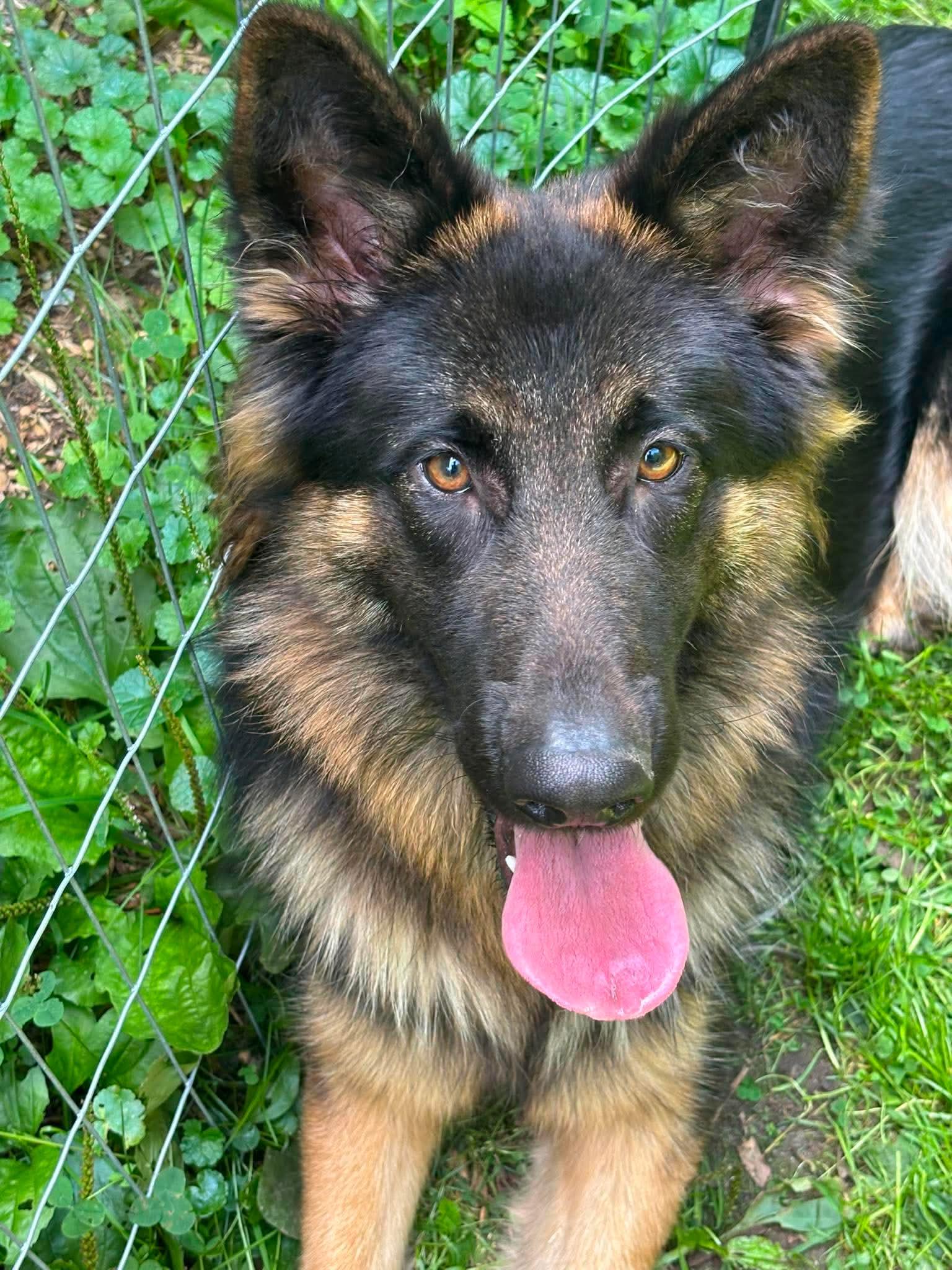 Jessie, ADOPTABLE, Young Female German Shepherd Dog.