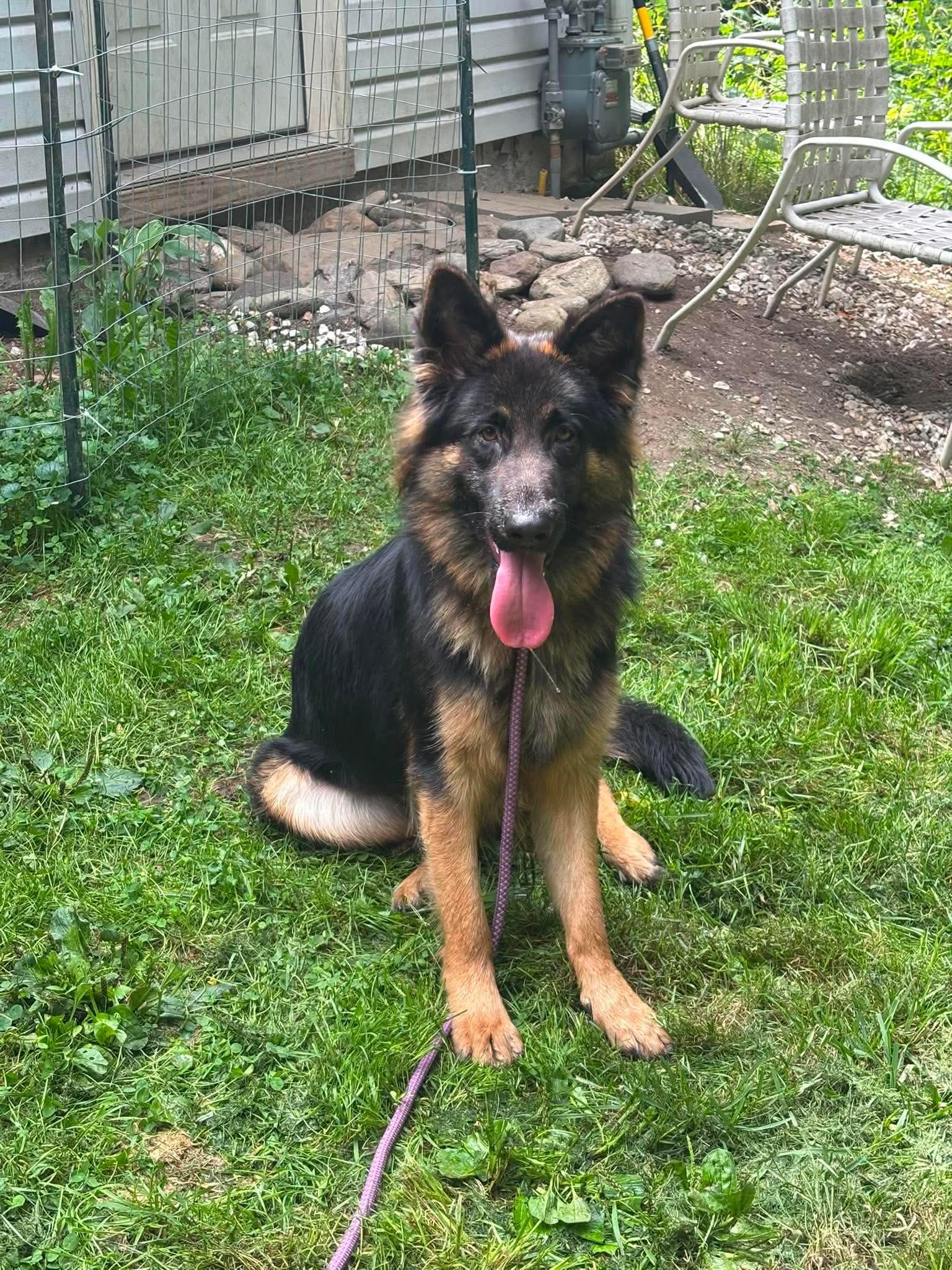 Enlarge Jessie, a ADOPTABLE German Shepherd Dog in Randolph Center, VT image 3/6