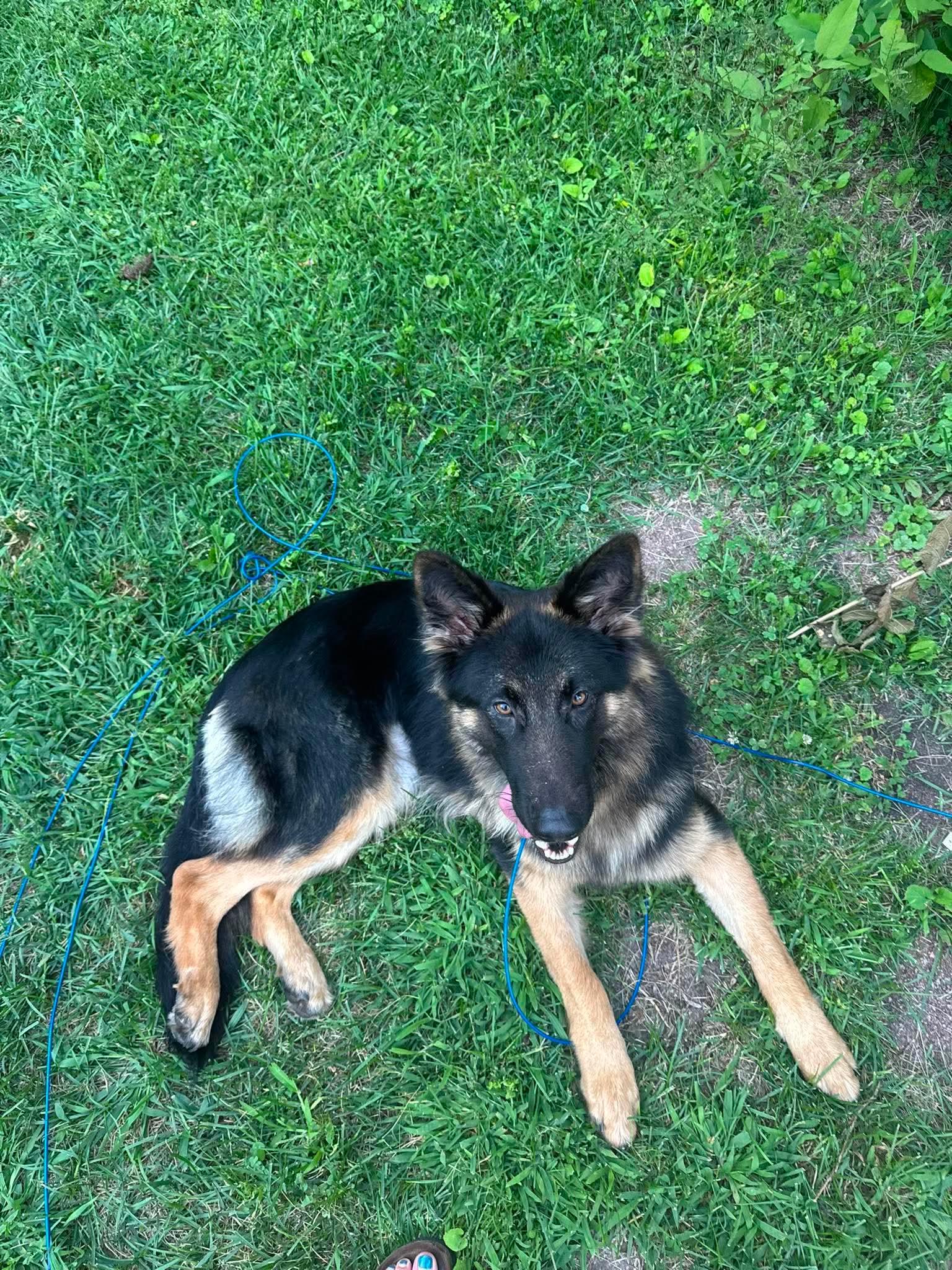 Enlarge Jessie, a ADOPTABLE German Shepherd Dog in Randolph Center, VT image 5/6