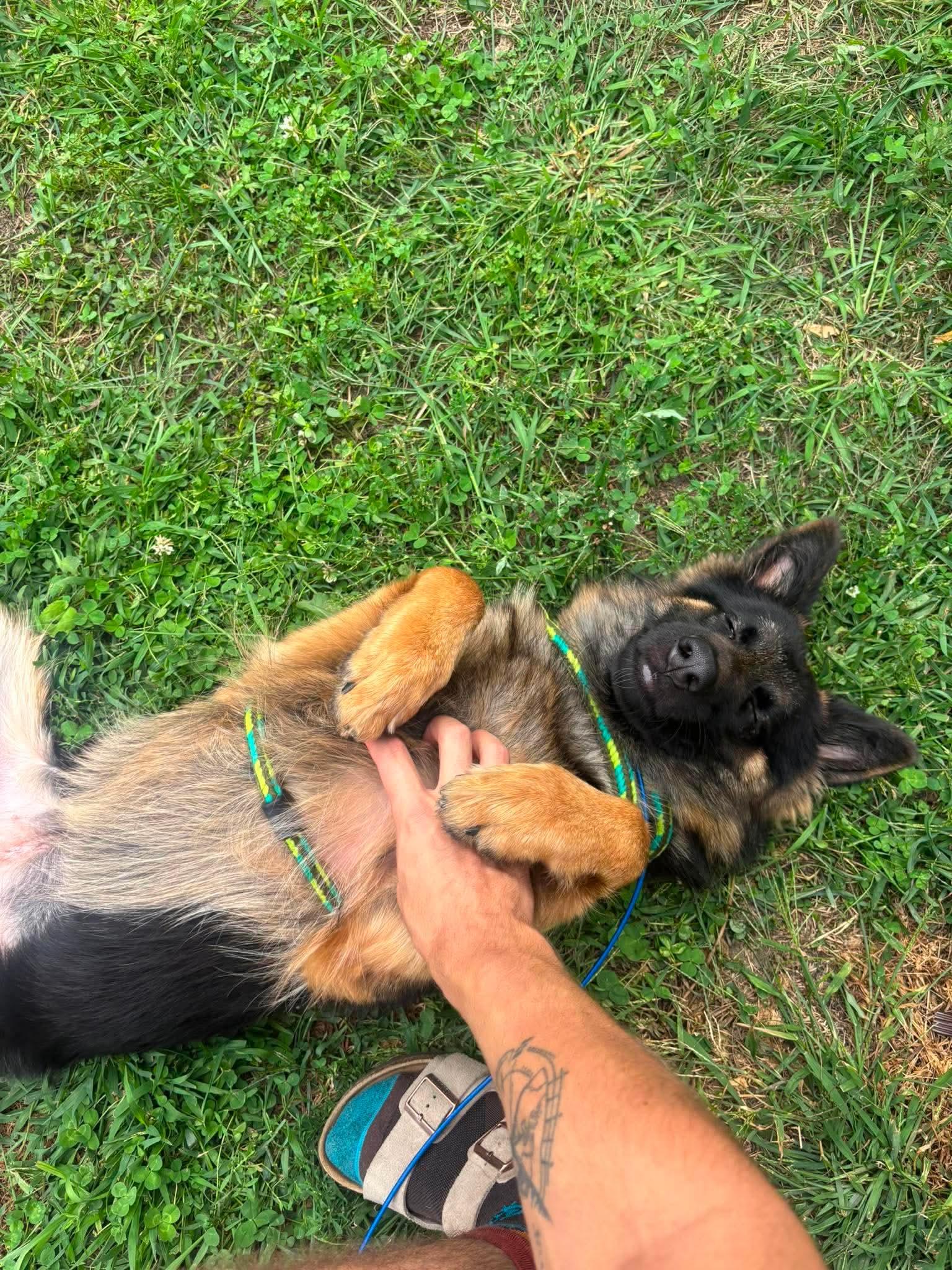Enlarge Jessie, a ADOPTABLE German Shepherd Dog in Randolph Center, VT image 2/6