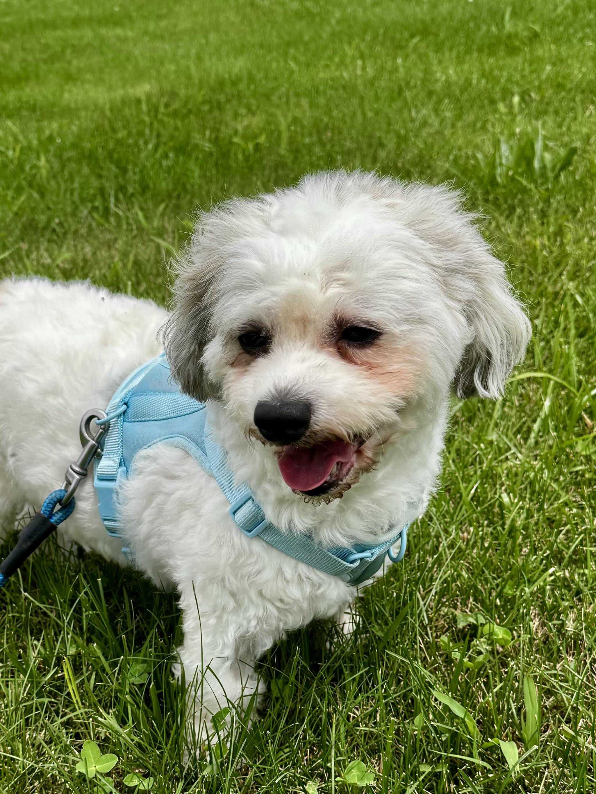 Enlarge Max, a Adopted mixed breed in Milldale, CT image 2/4