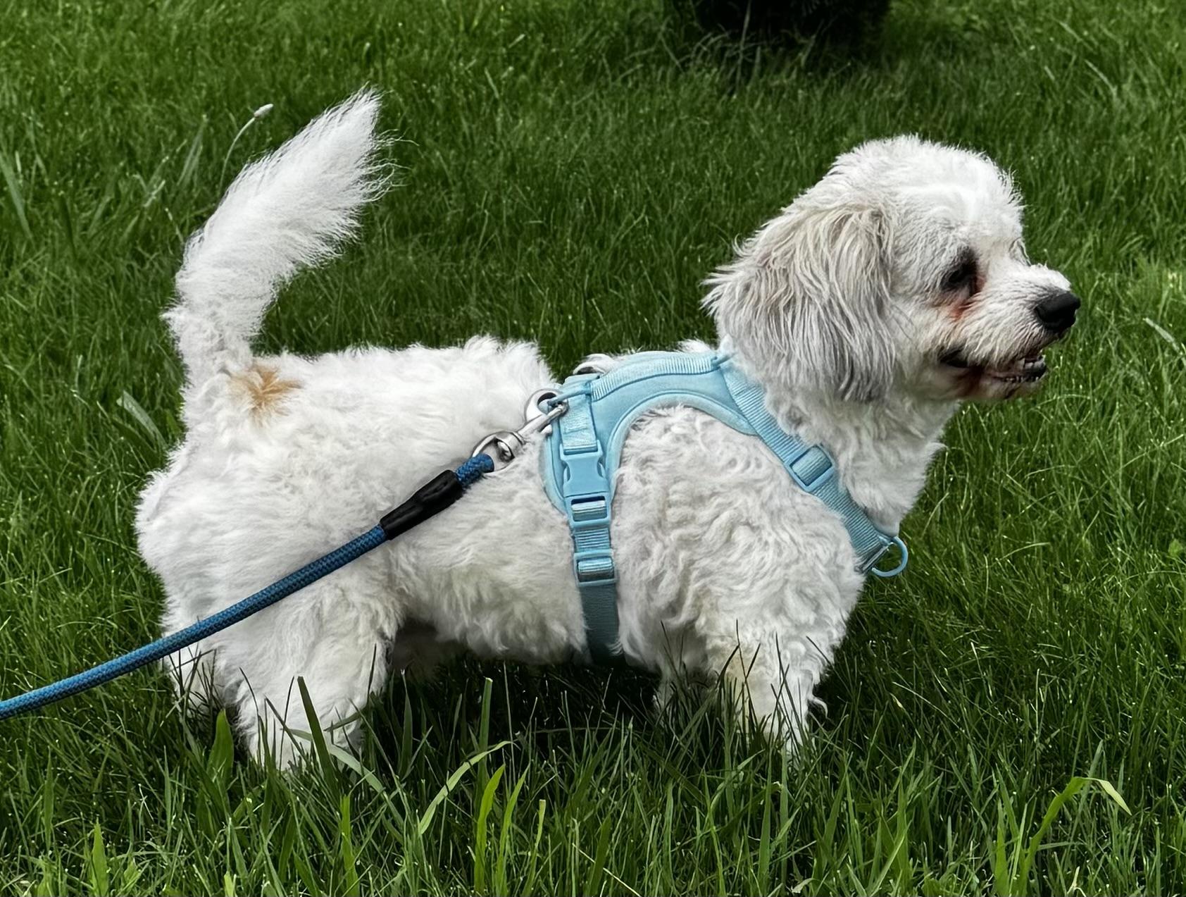 Enlarge Max, a Adopted mixed breed in Milldale, CT image 4/4