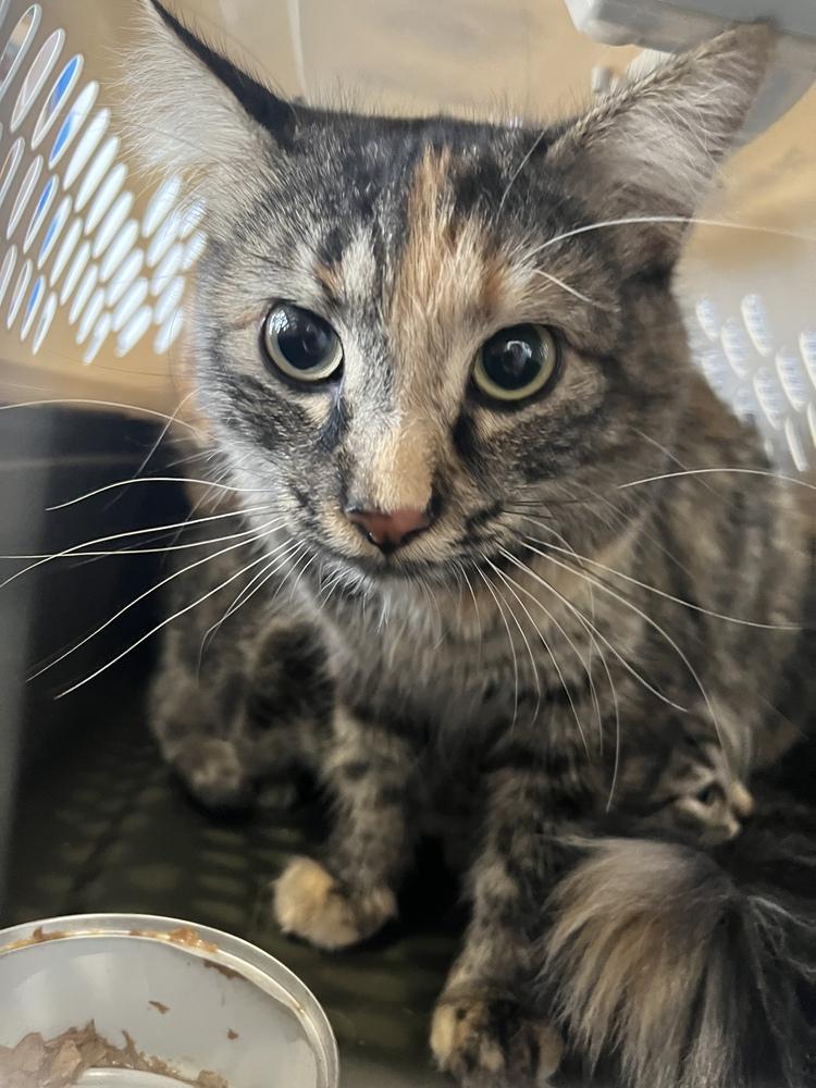 Charm, Adopted, Young Female Domestic Short Hair.