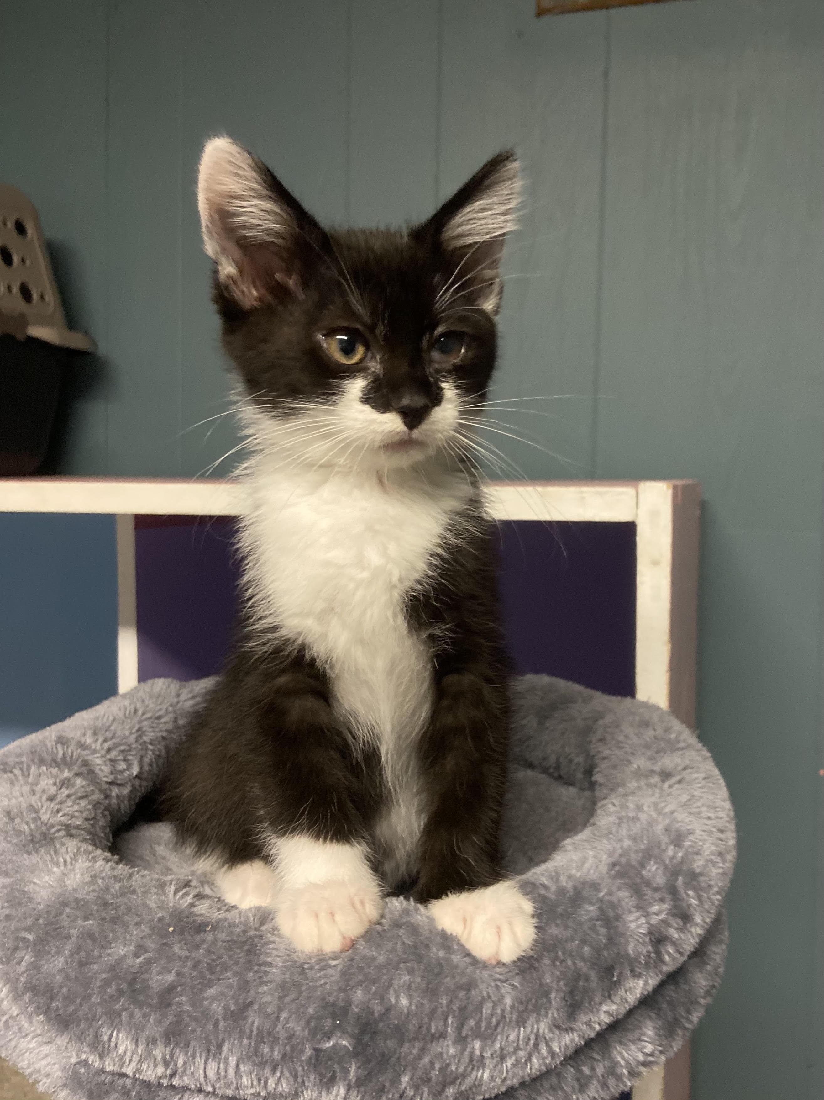 Rocket, Adoptable, Kitten Male Domestic Short Hair.