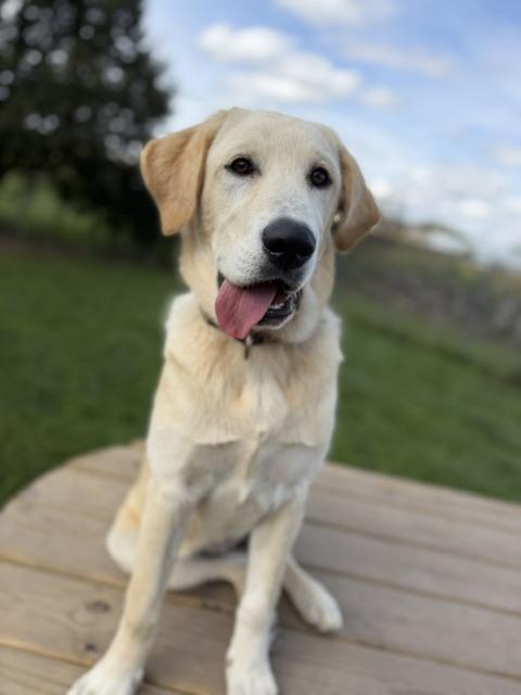 Enlarge Emily, a Adoptable mixed breed in Tomah, WI image 2/2