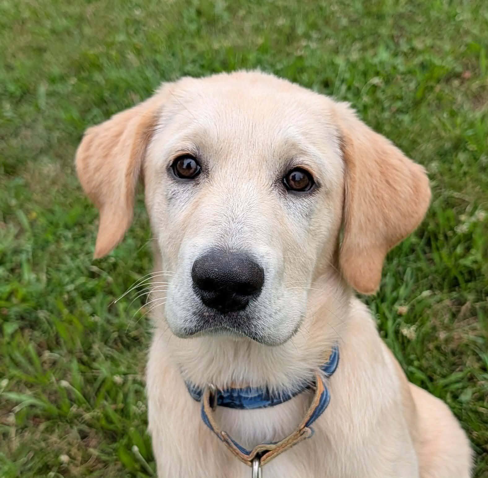 Enlarge Emily, a Adoptable mixed breed in Tomah, WI image 1/2
