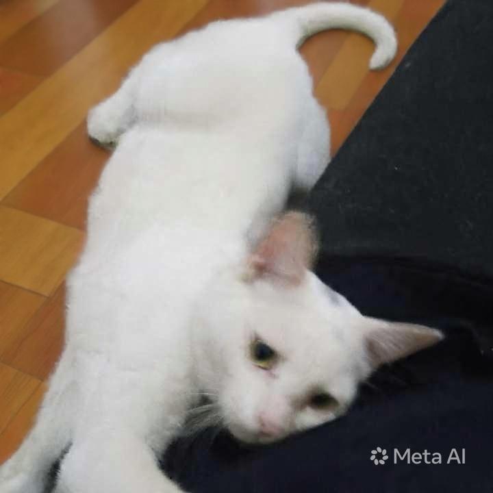 Enlarge Sahlab, a Adoptable Exotic Shorthair in WOLCOTT, CT image 4/5