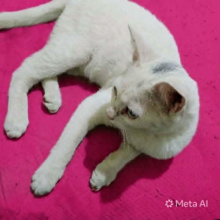 Enlarge Sahlab, a Adoptable Exotic Shorthair in WOLCOTT, CT image 5/5