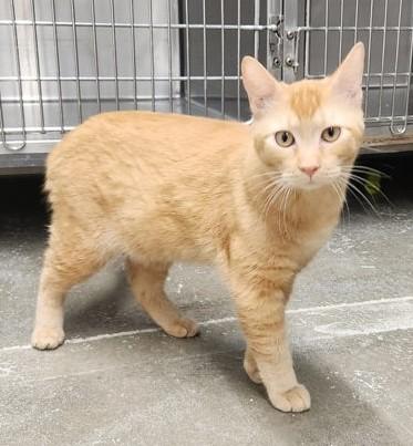 Enlarge Indiana, a Adoptable Domestic Short Hair in Butte, MT image 1/1