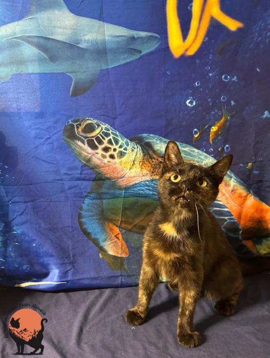 Mocha, a ADOPTABLE Domestic Short Hair in Huntington, WV image 1/3